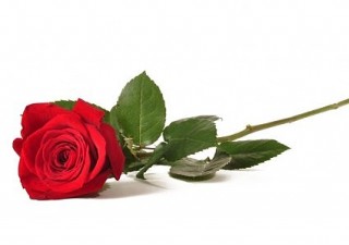 https://www.laruveseonoranze.it/wp-content/uploads/2025/05/rosa_1-wpcf_320x225.jpg https://www.laruveseonoranze.it/wp-content/uploads/2025/05/rosa_1-wpcf_320x225.jpg