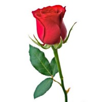 https://www.laruveseonoranze.it/wp-content/uploads/2026/10/rosa_sito.jpg https://www.laruveseonoranze.it/wp-content/uploads/2026/10/rosa_sito.jpg